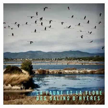 Port D'hyeres Vue Et Iles De Porquerolles Et Port-cros Апартаменты *