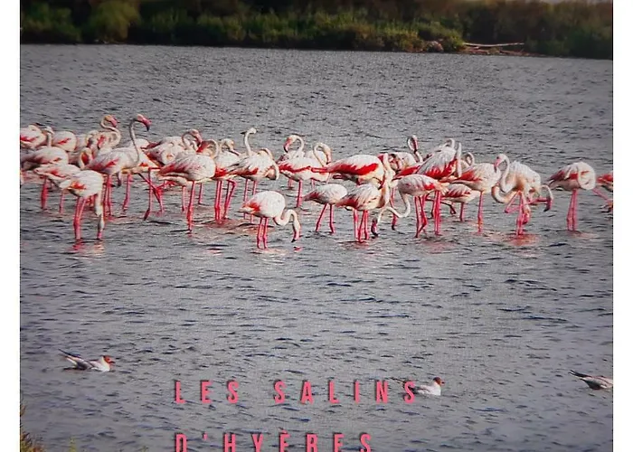 Lejlighed Port D'hyeres Vue Et Iles De Porquerolles Et Port-cros